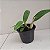 Laeliocattleya Orange Show X Cattleya aurantiaca - Imagem 11