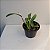 Laeliocattleya Orange Show X Cattleya aurantiaca - Imagem 10