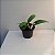 Laeliocattleya Orange Show X Cattleya aurantiaca - Imagem 12