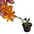 Laeliocattleya Orange Show X Cattleya aurantiaca - Imagem 3