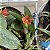 Sophronitis cernua (Cattleya) - Imagem 1