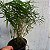 Mini Bambu no Vaso - Imagem 3