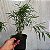 Mini Bambu no Vaso - Imagem 4