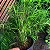 Mini Bambu no Vaso - Imagem 5