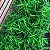 Mini Bambu no Vaso - Imagem 6