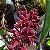 Cymbidium pendente variedade Dorothy Adulta - Imagem 10