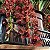 Cymbidium pendente variedade Dorothy Adulta - Imagem 9