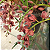Cymbidium pendente variedade Dorothy Adulta - Imagem 3