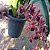 Cymbidium pendente variedade Dorothy Adulta - Imagem 4