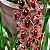 Cymbidium pendente variedade Dorothy Adulta - Imagem 1