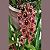 Cymbidium pendente variedade Dorothy Adulta - Imagem 6