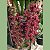 Cymbidium pendente variedade Dorothy Adulta - Imagem 5