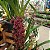 Cymbidium pendente variedade Dorothy Adulta - Imagem 7