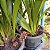 Cymbidium pendente variedade Dorothy Adulta - Imagem 2
