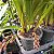 Cymbidium pendente variedade Dorothy Adulta - Imagem 8