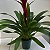 Bromélia Guzmania Vermelha com Cachepot de Madeira para Presente - Imagem 7