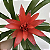 Bromélia Guzmania Vermelha com Cachepot de Madeira para Presente - Imagem 3