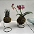 Kokedama de Orquídea Phalaenopsis (Bailarina) cores diversas Acabamento Neutro com Suporte Preto - Imagem 7