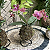 Kokedama de Orquídea Phalaenopsis (Bailarina) cores diversas Acabamento Neutro com Suporte Preto - Imagem 4