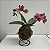 Kokedama de Orquídea Phalaenopsis (Bailarina) cores diversas Acabamento Neutro com Suporte Preto - Imagem 11