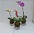 Kokedama de Orquídea Phalaenopsis (Bailarina) cores diversas Acabamento Neutro com Suporte Preto - Imagem 2