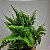 Samambaia cabelo de anjo ou asa de anjo (Adiantum raddianum) - Imagem 3