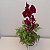 Kokedama duo de Orquídea Phalaenopsis Bordô com Renda Francesa Acabamento Neutro com Suporte Preto - Imagem 1