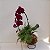 Kokedama duo de Orquídea Phalaenopsis Bordô com Renda Francesa Acabamento Neutro com Suporte Preto - Imagem 4