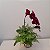 Kokedama duo de Orquídea Phalaenopsis Bordô com Renda Francesa Acabamento Neutro com Suporte Preto - Imagem 9