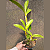 Kit 5 Orquídeas de Inverno - Imagem 6