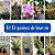 Kit 5 Orquídeas de Inverno - Imagem 1