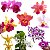 Combo 4 Mudas Pequenas Cattleya + Dendrobium (cores variadas) - Imagem 1