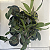 Combo 4 Mudas Pequenas Cattleya + Dendrobium (cores variadas) - Imagem 6