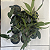 Combo 4 Mudas Pequenas Cattleya + Dendrobium (cores variadas) - Imagem 7