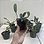 Combo 4 Mudas Pequenas Cattleya + Dendrobium (cores variadas) - Imagem 3