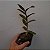 Epidendrum melanoporphyreum - Imagem 2