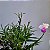 Mini Arundina (Mini Orquídea Bambu) - Imagem 2
