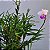 Mini Arundina (Mini Orquídea Bambu) - Imagem 1