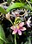 Epidendrum Sakura Rosa - Imagem 8