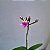 Epidendrum Sakura Rosa - Imagem 2