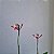 Epidendrum Sakura Rosa - Imagem 5