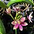 Epidendrum Sakura Rosa - Imagem 1