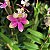 Epidendrum Sakura Rosa - Imagem 3