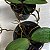 Kit 3 Orquídeas Phalaenopsis cores diversas - Imagem 4