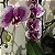 Kit 3 Orquídeas Phalaenopsis cores diversas - Imagem 9