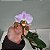 Kit 3 Orquídeas Phalaenopsis cores diversas - Imagem 10