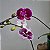 Kit 3 Orquídeas Phalaenopsis cores diversas - Imagem 1