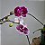 Kit 3 Orquídeas Phalaenopsis cores diversas - Imagem 13
