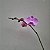 Kit 3 Orquídeas Phalaenopsis cores diversas - Imagem 15