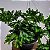 Folhagem Samambaia Cristata ("Nephrolepis exaltada") - Imagem 3